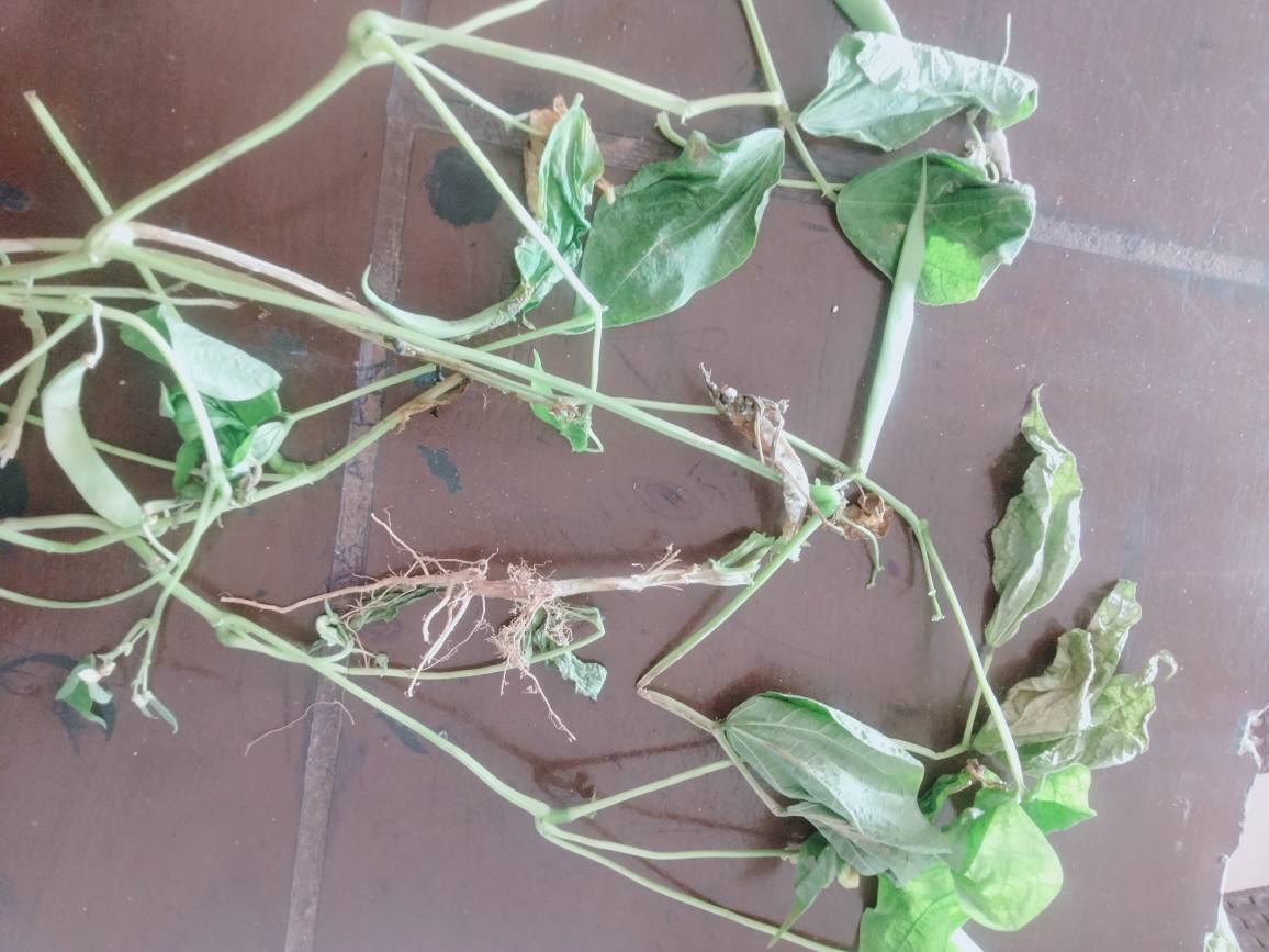 السلام عليكم ورحمه الله وبركاته عندى الفاصوليا بيحصل فيها كده وتموت 
ايه العلاج اللى يوقف ده مع العلم رشيت كتير بدون فائدة